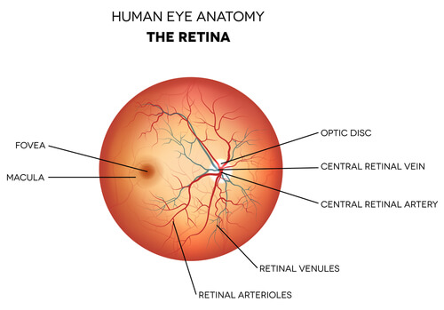 What is the role of the retina in vision, and why is it crucial for clear eyesight?