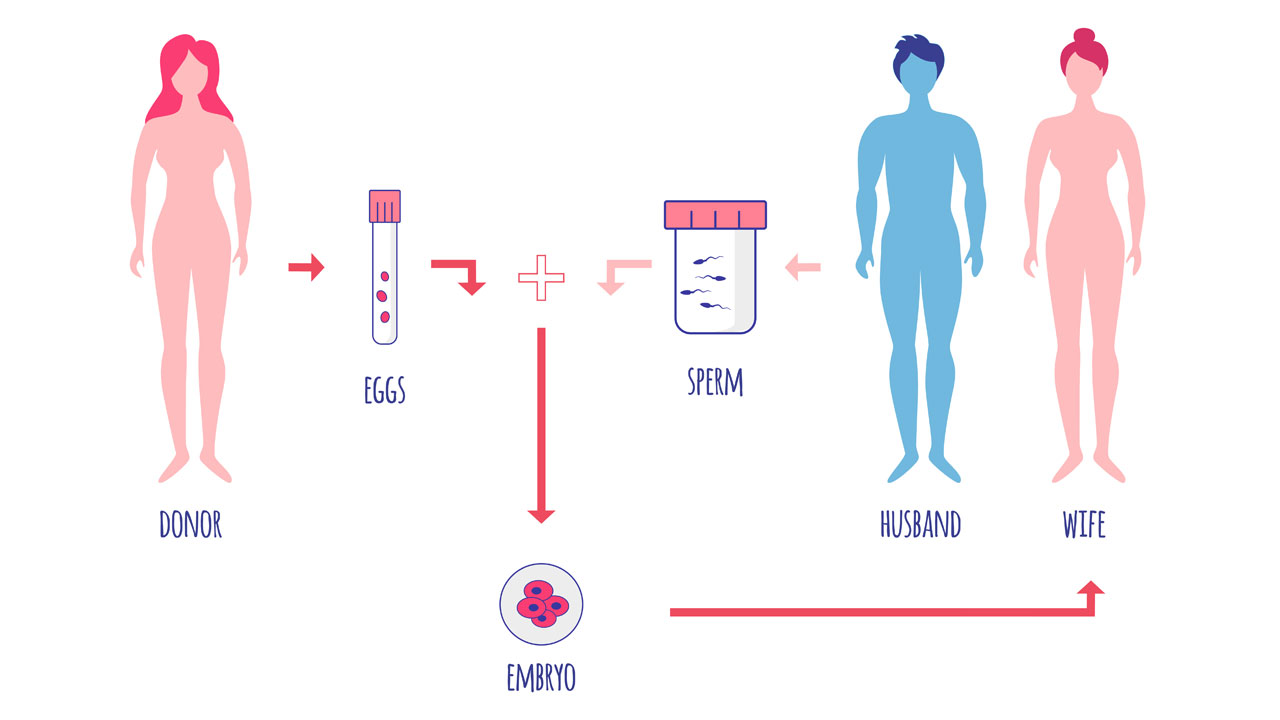 What is embryo donation and how does it differ from traditional adoption?