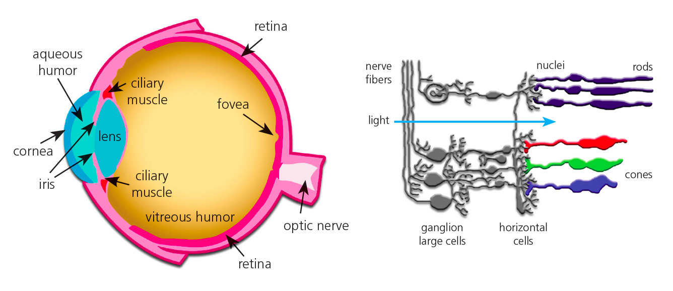 How does the retina contribute to color vision?