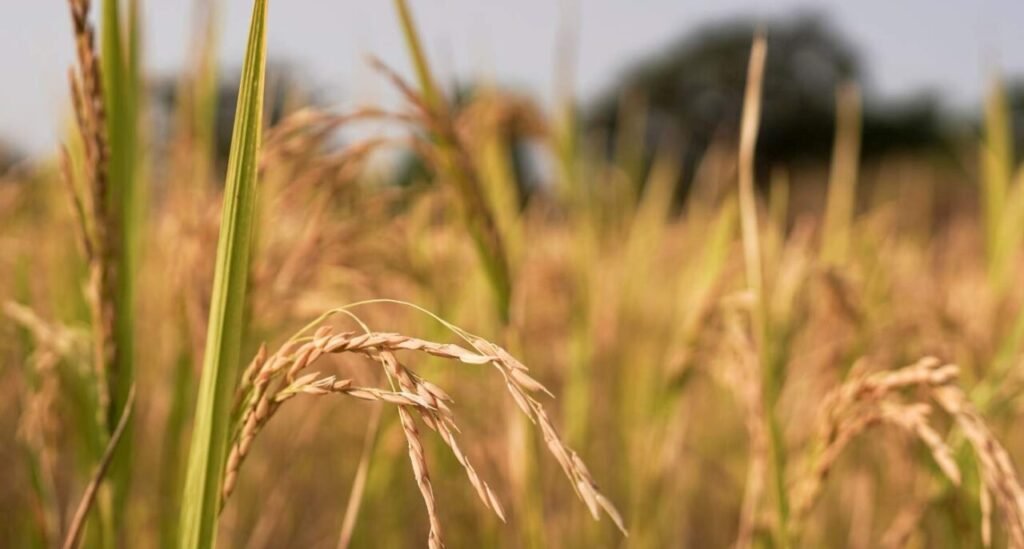Indrayani Rice