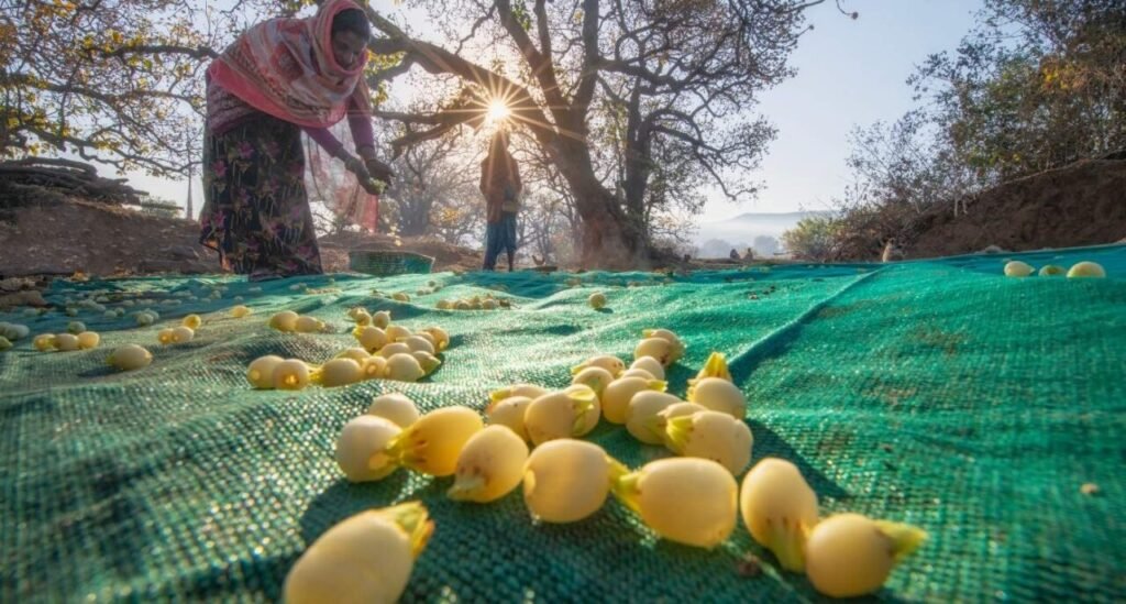 Mahua fruit