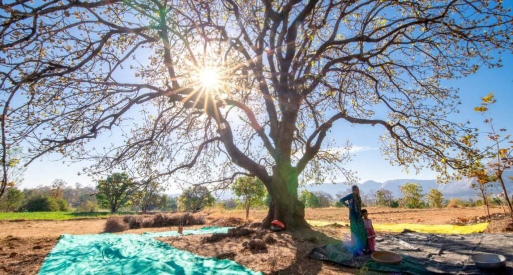 Mahua tree